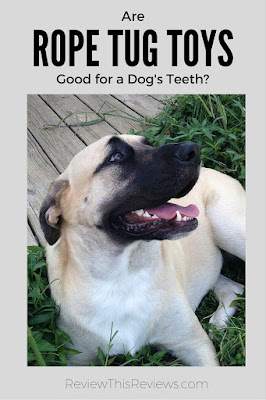 Will your dogs have healthier teeth if they play with rope tug toys? Evidence in our family says the answer is "yes." Will your dogs have healthier teeth if they play with rope tug toys? Evidence in our family says the answer is "yes."