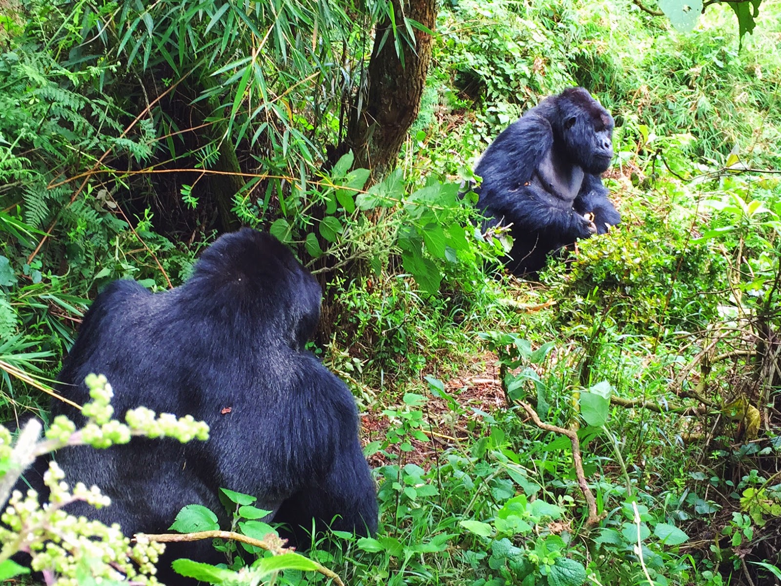 amahoro family mountain gorillas volcaoes national park rwanda africa