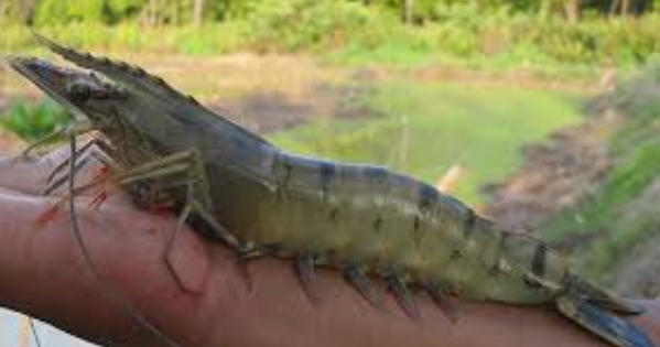 budidaya udang tawar
