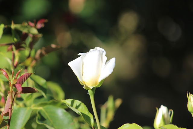 Rosas blanca