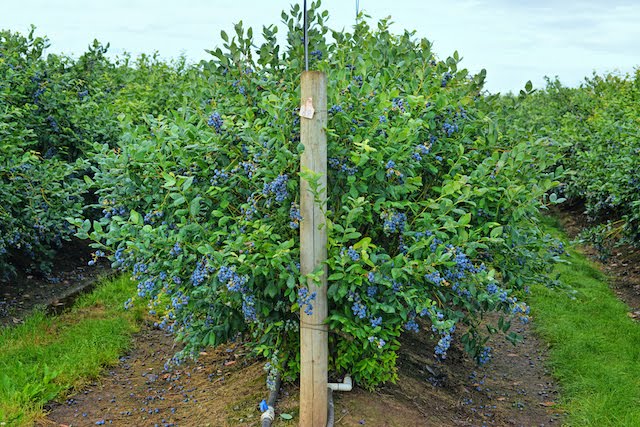 So that's how Washington Blueberries are grown!
