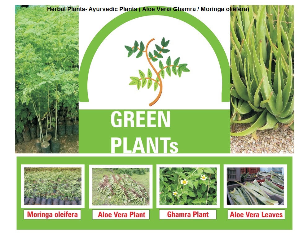 Herbal Plants- Ayurvedic Plants ( Aloe Vera/ Ghamra / Moringa oliefera)