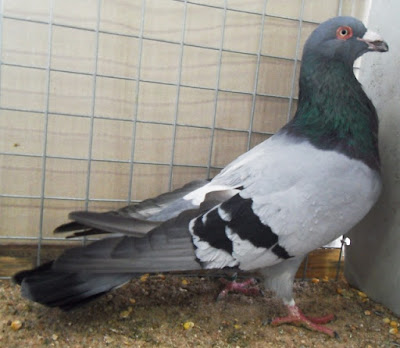 romer pigeon
