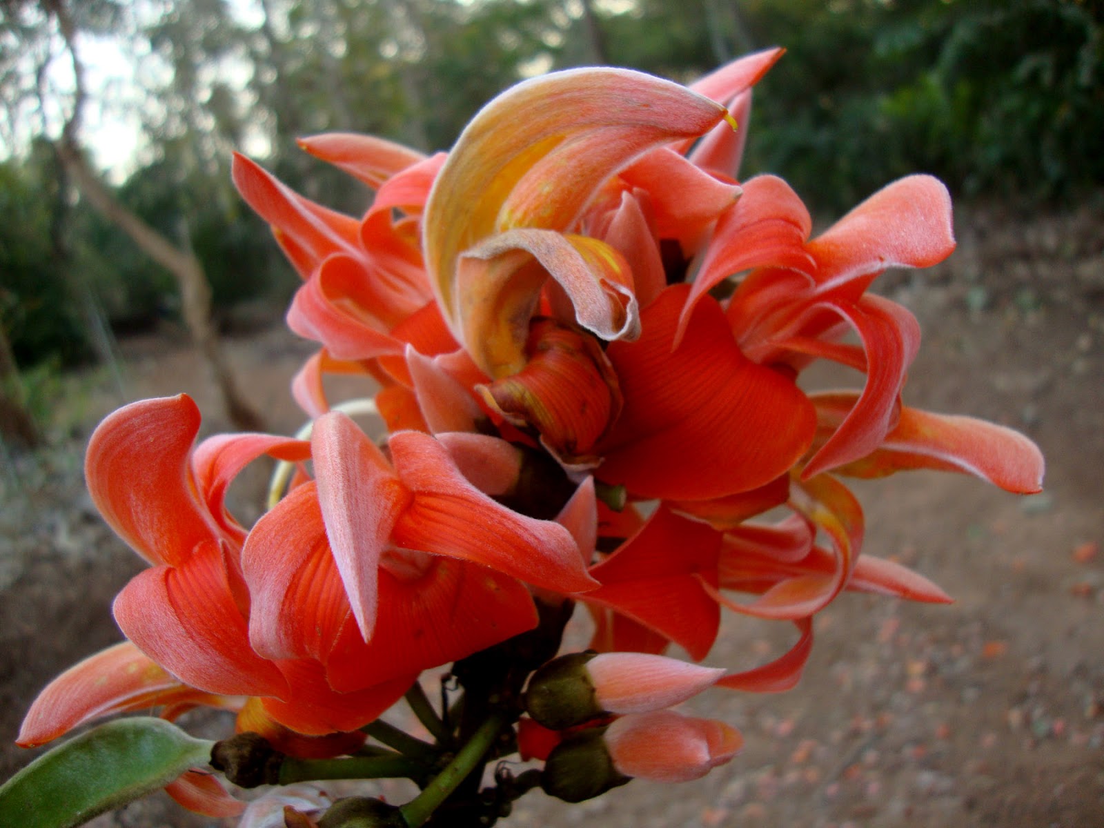 flowers and flowers: FLOWER IN TREES