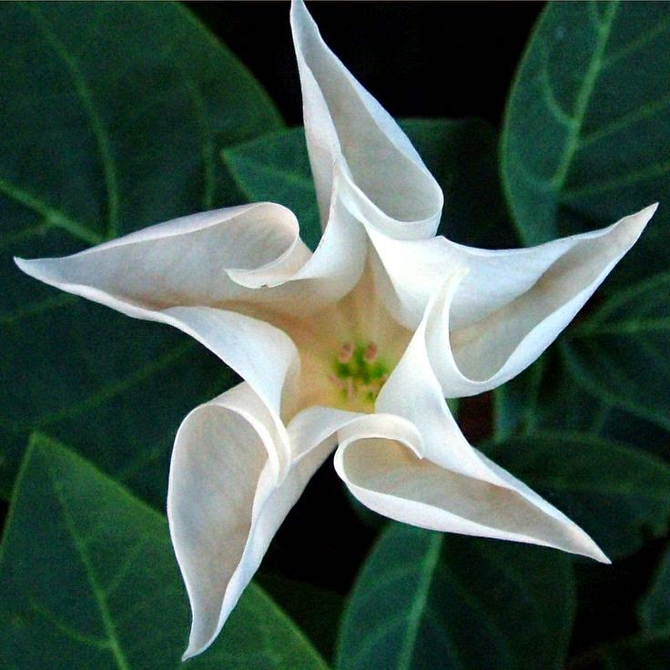 Bush Moon Flower Express Photos