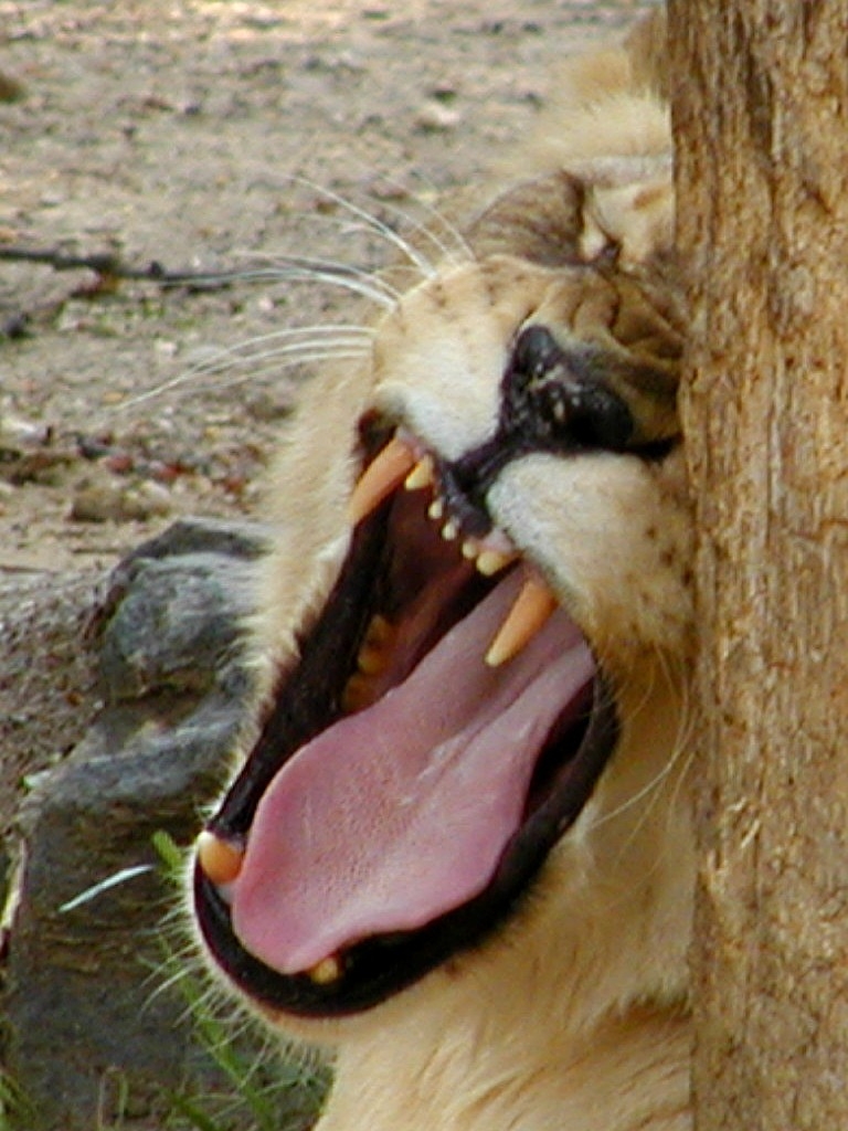 Beautiful Animals Safaris Lion Cubs and Young Male Lions in the wild