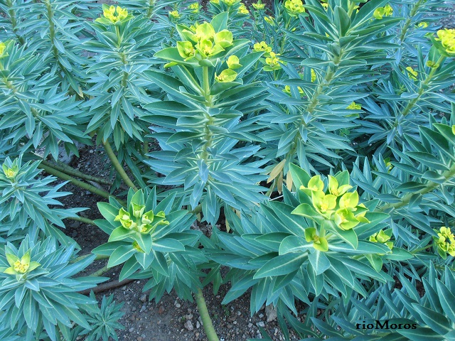 Planta de LECHETRENZA BALEAR: Euphorbia margalidiana