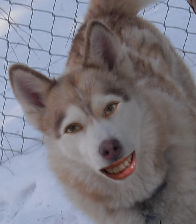 Alex's Pics ) Animal Morph