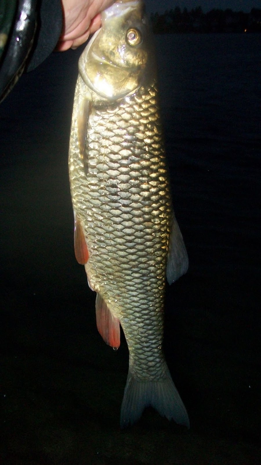 Spinfishing Maniacs: Das war der Sommer am Neufeldersee!