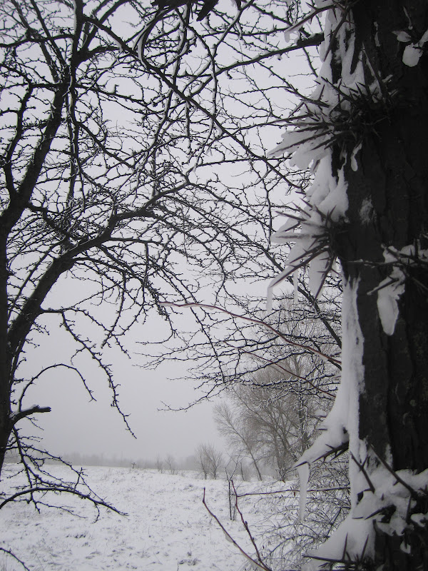 Небылица зима на деревьях. Зимние контрасты. Погубленное дерево зима. Смысловой контраст зимой.