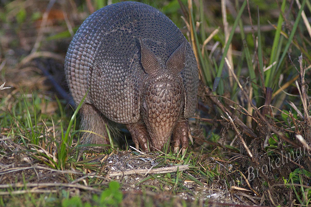 armadillo florida armadillo florida