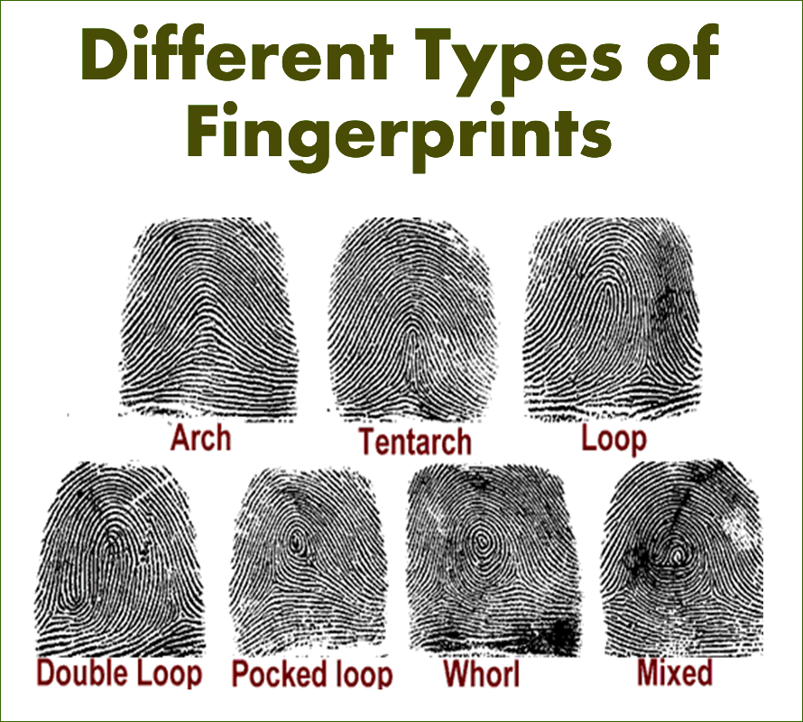 interesting-facts-about-finger-prints-ureka-the-media-for-science