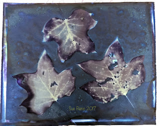 Wet cyanotype_Sue Reno_Image 194