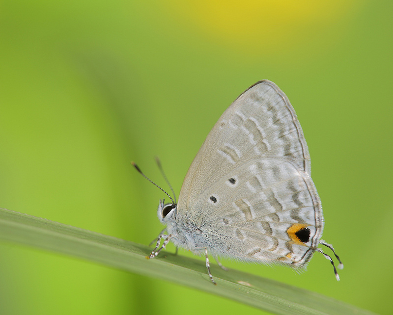 Butterflies of Singapore Butterflies Galore! Silver