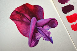 sweet pea kowalski krzysztof painting watercolors