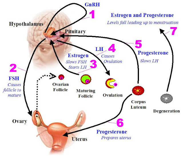 Do You know That " How Hormones Control Our Life ? " Fact of Fats