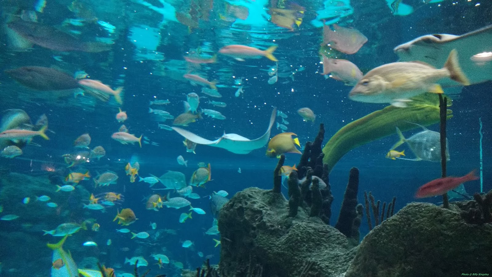 Cardboard History The Age of Aquariums