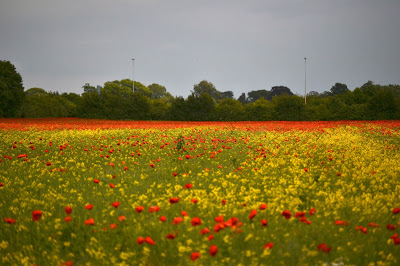 Red Poppies in a field