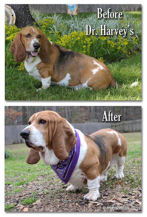 Basset hound before and after eating Dr. Harvey's for weight loss