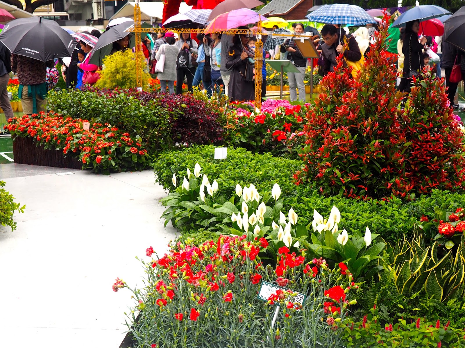 Hong Kong Flower Festival Just Muddling Through Life