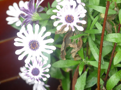 white and purple flowers