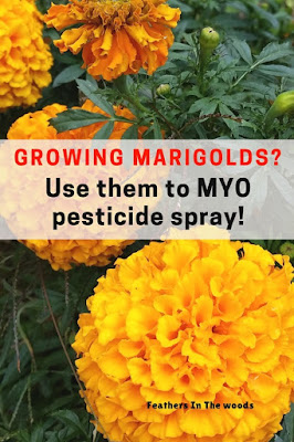 Marigolds for use in DIY pest spray