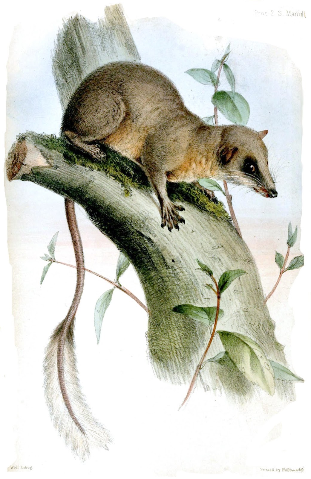 Shrew Evolution The Evolving Placenta: The trouble with tree shrews