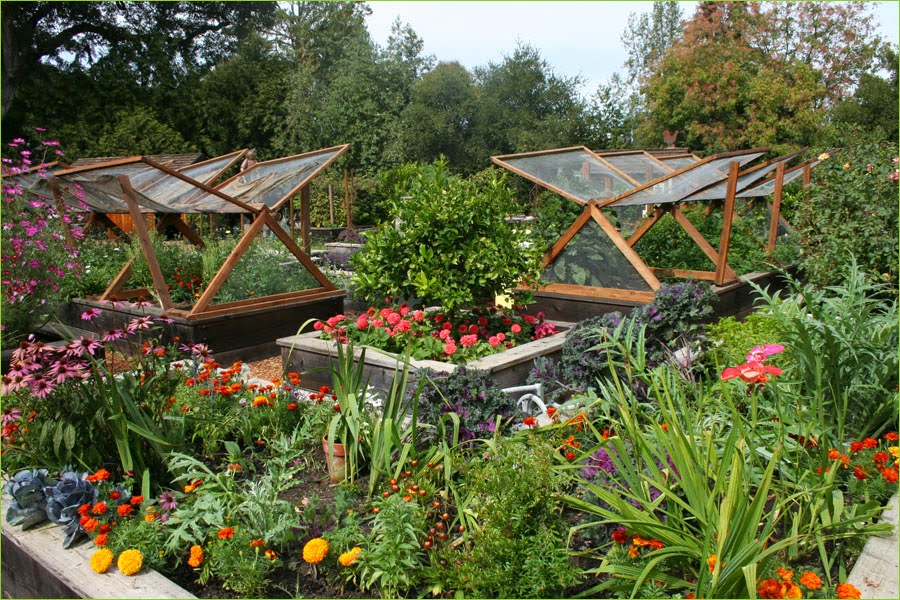 Tips For Growing Your Own Vegetable Garden