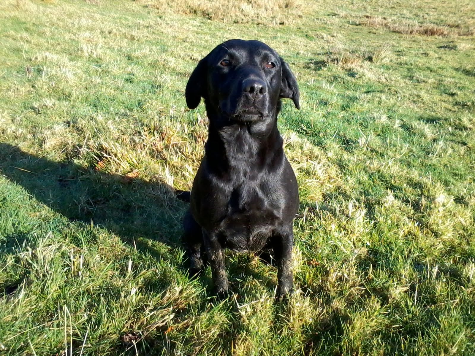 Quincy - Labrador Retriever