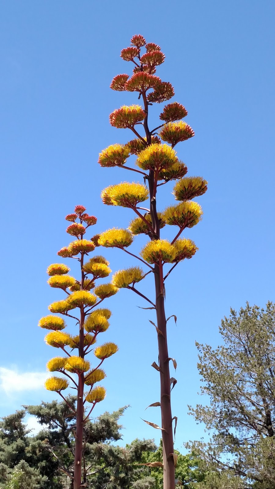 The Southwest Armchair Traveler New Mexico Aloe and Cactus in Bloom