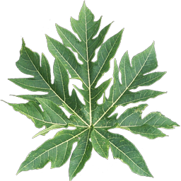 Single daun