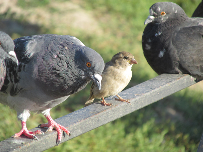 Голубь и Воробей. Воробьи дети голубей. Воробьи это маленькие голуби. Фото голубей и Воробьев