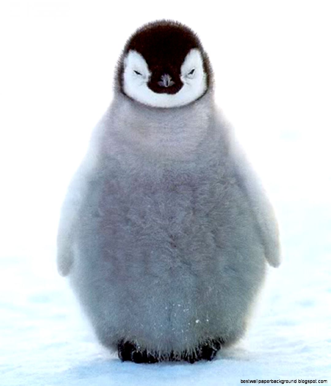1024x768px 932168 Baby Penguin 3758 KB  09082015  By Frozia
