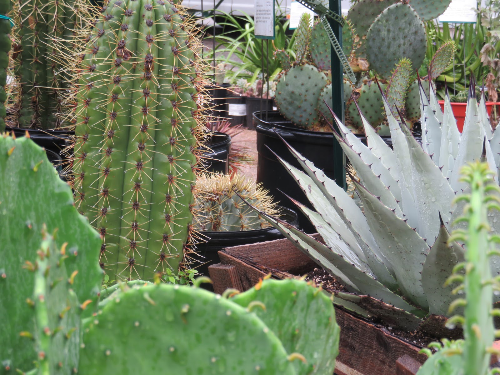 The Natural Gardener Nursery Garden Blogger's Fling, Austin