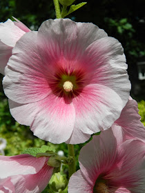 Alcea rosea Pink Hollyhock by garden muses-not another Toronto gardening blog
