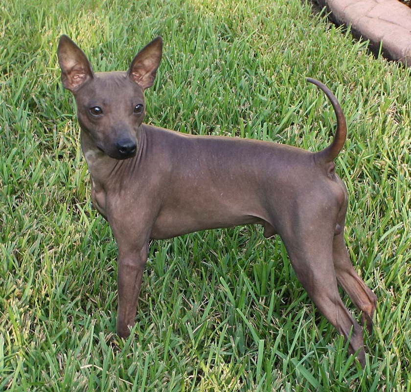 Everything about your American Hairless Terrier LUV My dogs