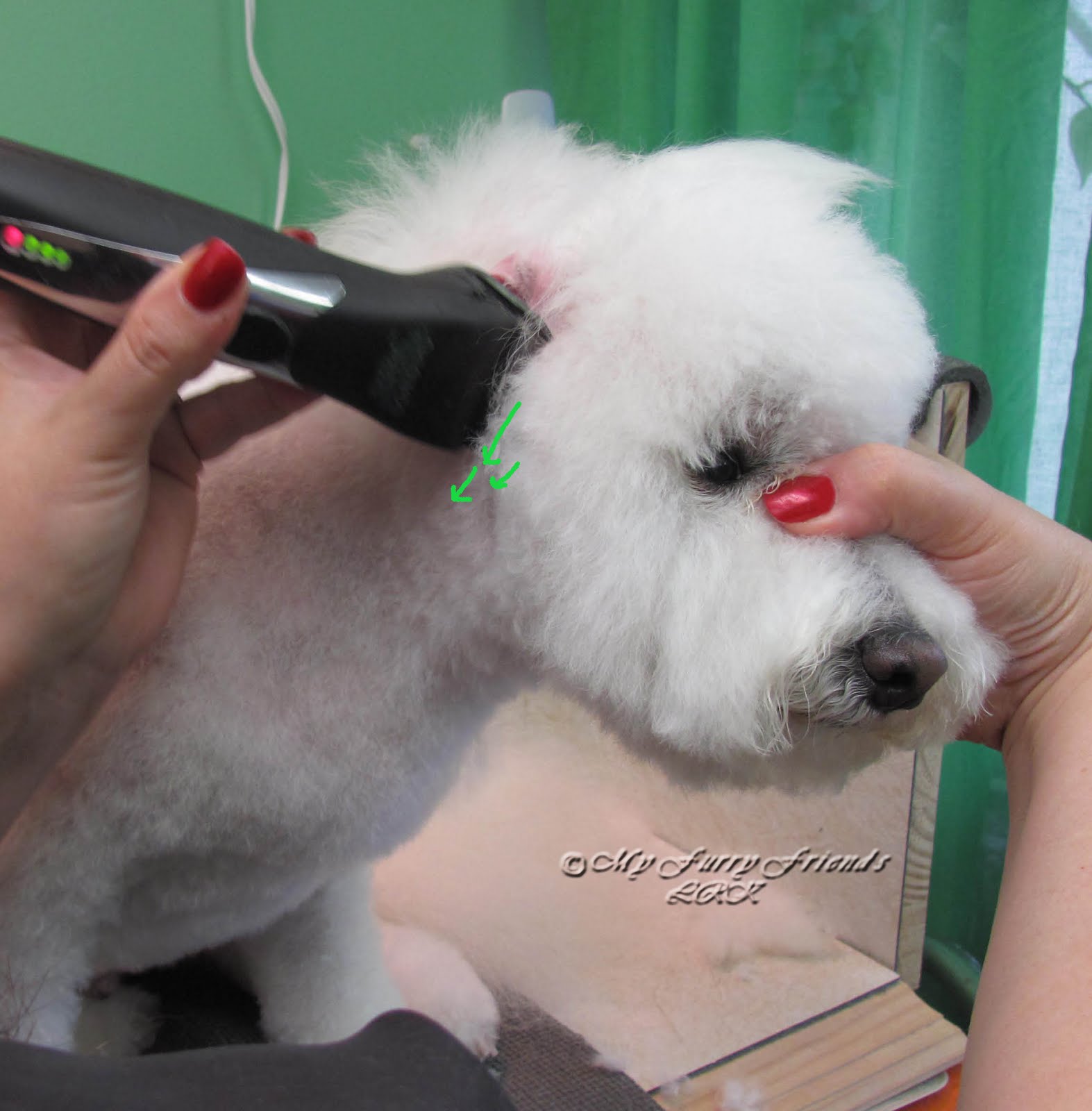 Pet Grooming The Good, The Bad, & The Furry Scissoring Ears to the Leather