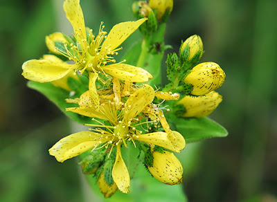 Flores amarillas de Hipericum maculatum