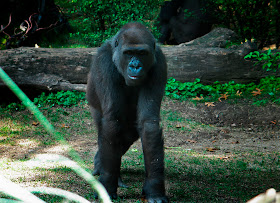 Animal Wallpapers