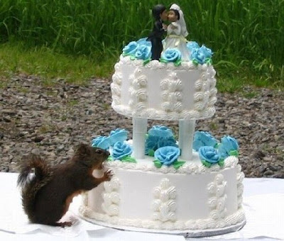 smiješne slike vjeverica gricka tortu