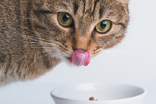 Tips & Tricks: 5 Life Hacks for Cat Owners Tips & Tricks: 5 Life Hacks for Cat Owners