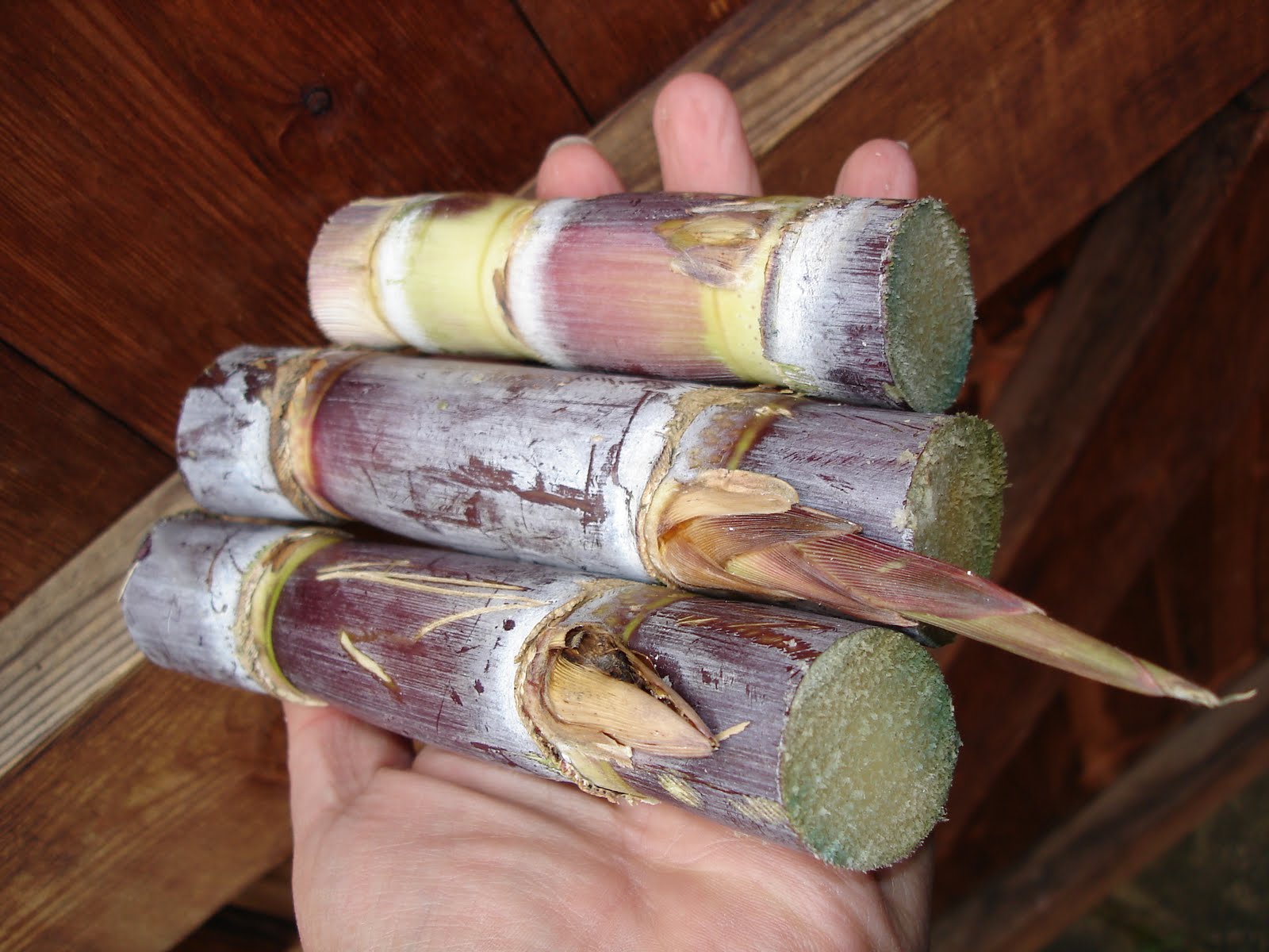 Down on the Allotment Growing Sugar Cane!