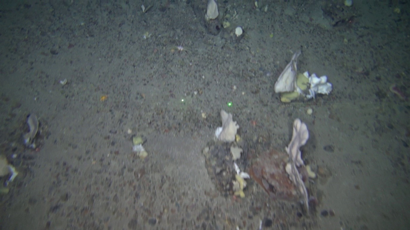 JNCC marine survey update: We’re going on a sponge hunt! Blog #2