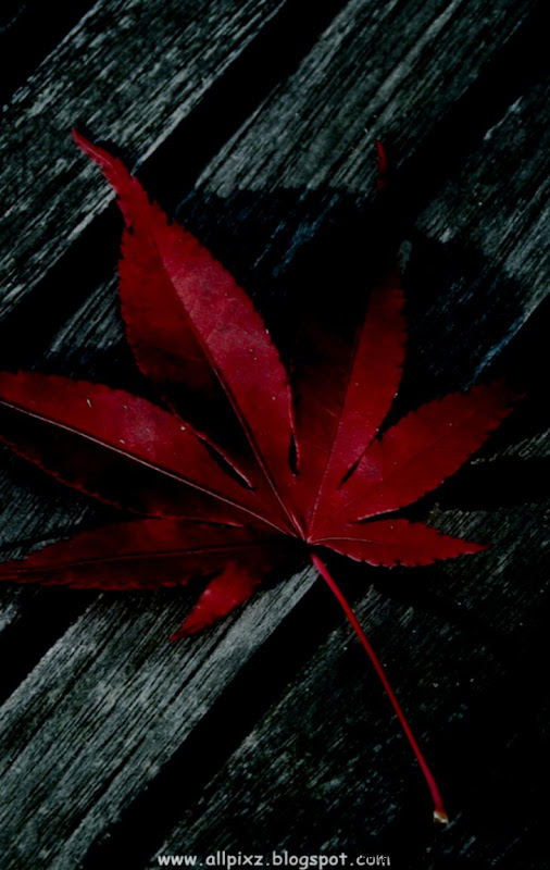 beautifulhdPhonewallpapers