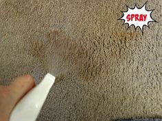 Best Pet Stain Remover