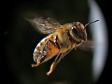 Spikenard Farm and Honeybee Sanctuary