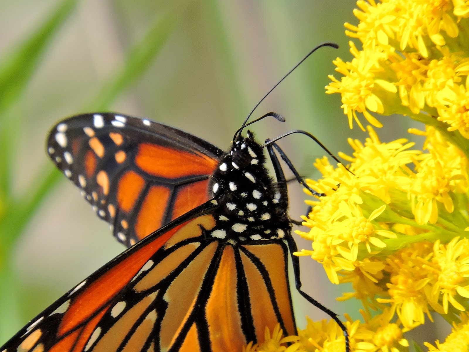 Cape May Monarch Monitoring Project Many Monarchs in Cape May