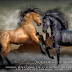 Horse Quotes,Quotes About Horses 