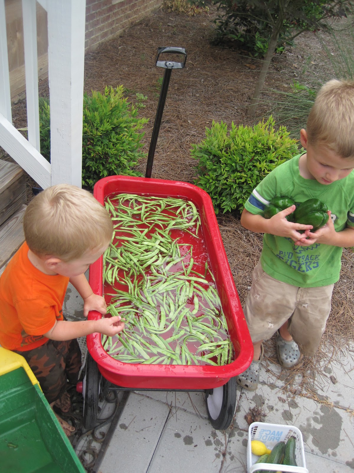 Okra Hill Farm Green Bean Galore