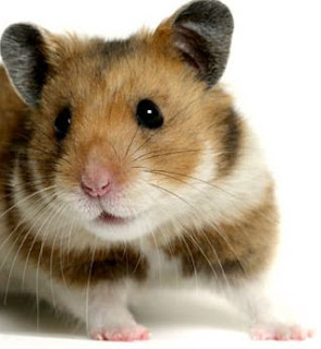 gambar hamster warna putih hitam oranye